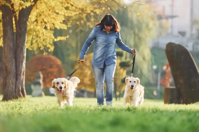 Pet Sitting and Dog Walking